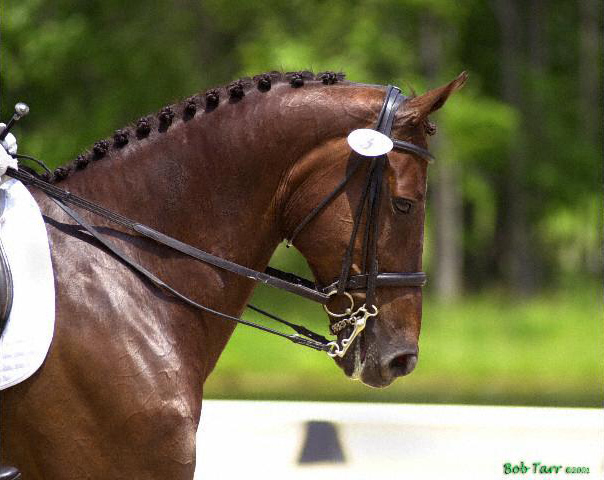 DoubleBridle_Tarr.jpg