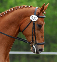 Snaffle